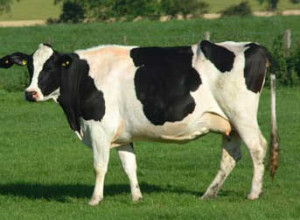 holstein-cow