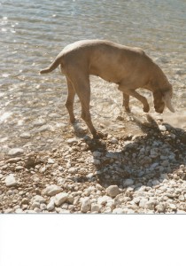 Babe at San Gabriel River