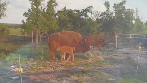 Pete's buffalo friends in Stephenville. Yes, they are staying behind an electric fence.