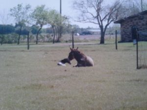 Pete's birth, K-C Farm