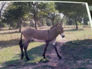 Grown up Pete in his pasture in Stephenville. 