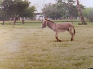 Young Pete running and having a good time