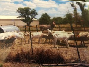 Pete and "his" goats"